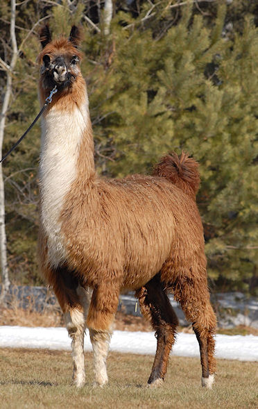 Female Llamas - M & M Llama Ranch
